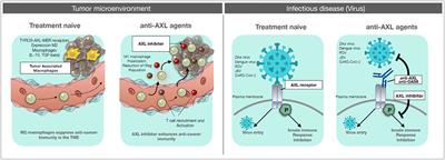 Editorial: Development of small molecule inhibitors and antibodies targeting AXL for tumor therapy and infectious disease control